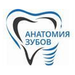 Стоматология «Анатомия зубов» - фото