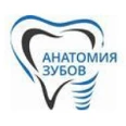 Стоматология «Анатомия зубов» - Москва