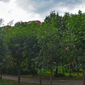 Фото Ирис
