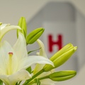 Фото Клиника «H-Clinic»