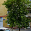Фото Меделиор