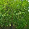 Фото Противотуберкулезный диспансер №13 СЗАО